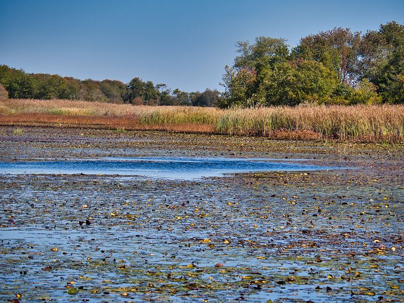 Paddle, Cast, Or Just Float On Lily Lake