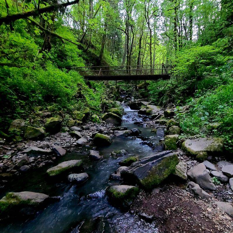 Follow The Creek Like A Nature Detective