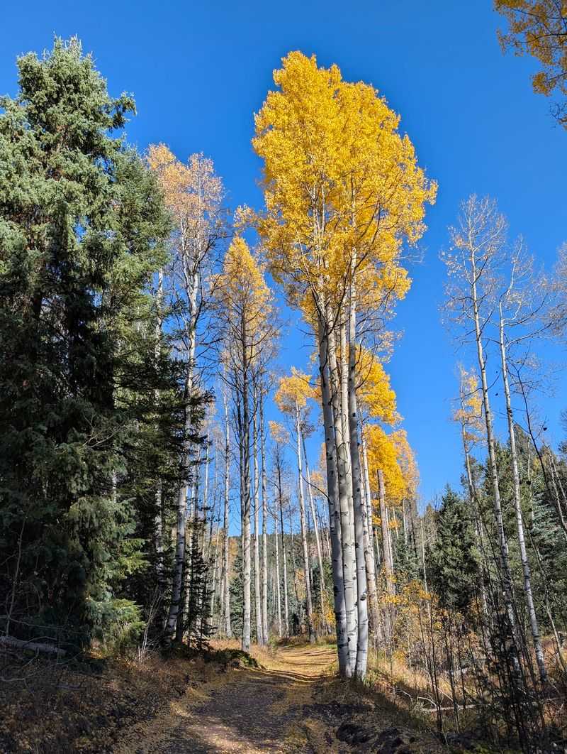Join A Guided Elk Hike If You Can