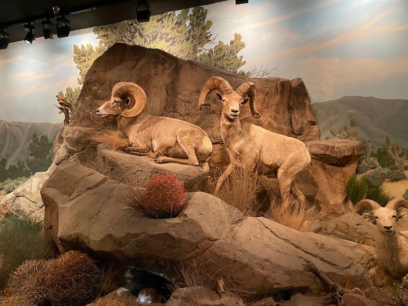 Mojave Neighbors in the Wild Nevada Gallery