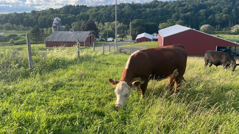 Gridley's Cold Spring Beef