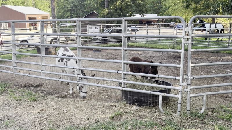 Barnyard Buddies Beyond The Horses