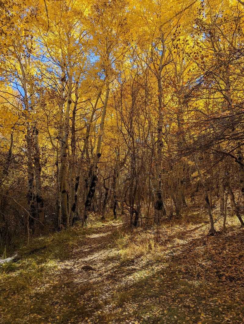 Gold Rush Of The Leafy Kind