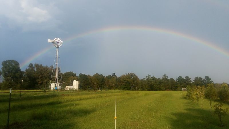Windmill, Solar Power, And Busy Honey Bees