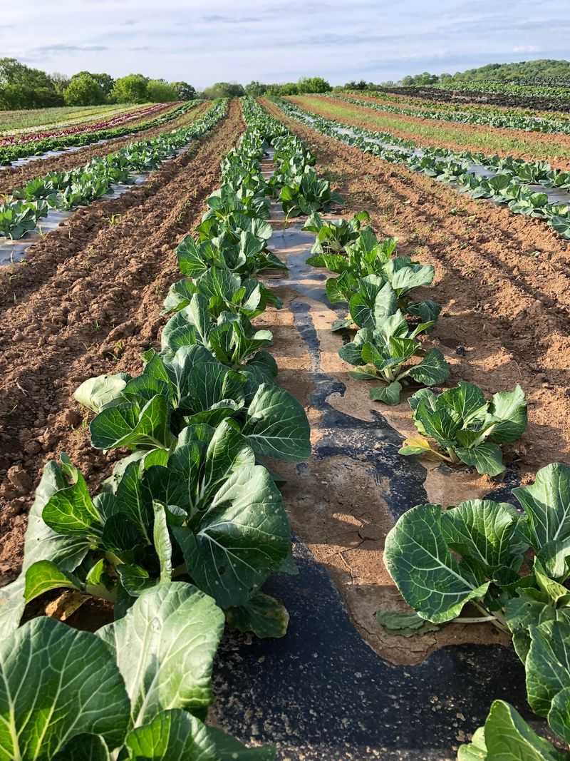 Delvin Farms