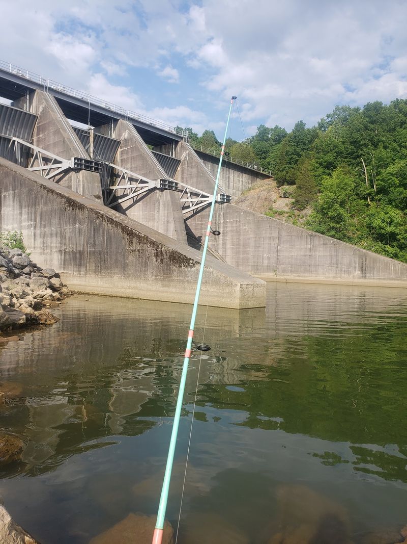The Tiny Fish That Took On A Giant