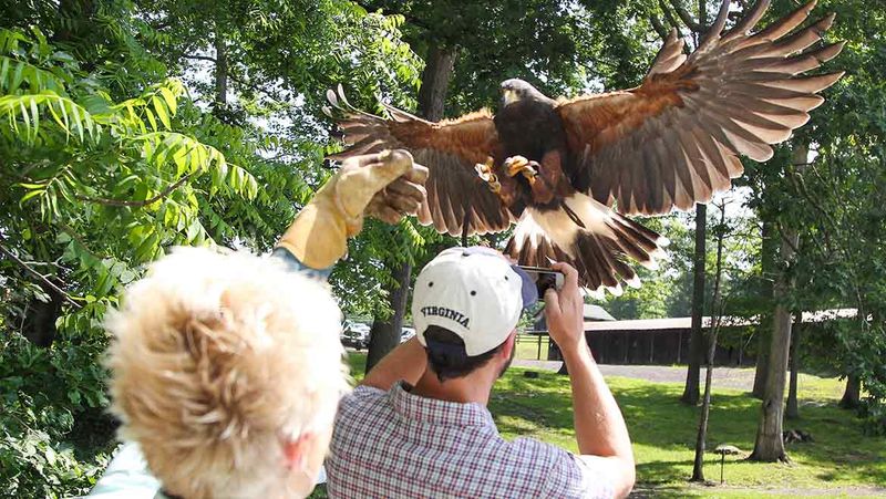 Falcons, Horses, And Arrows