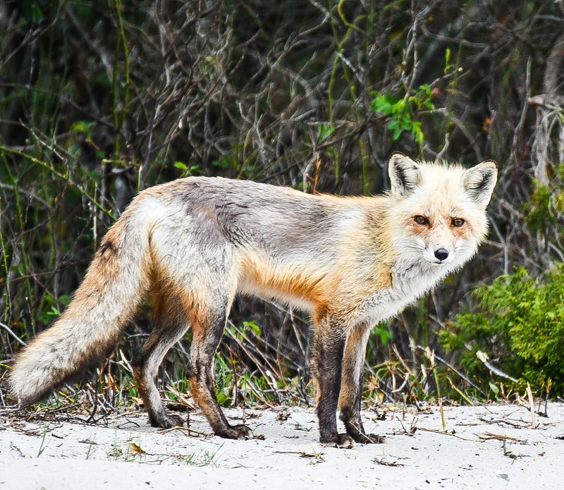 Ospreys Foxes And Other Wild Neighbors