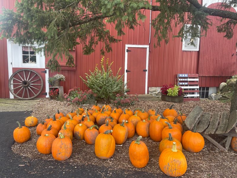 Warm Cider Donuts Worth Planning Your Route Around