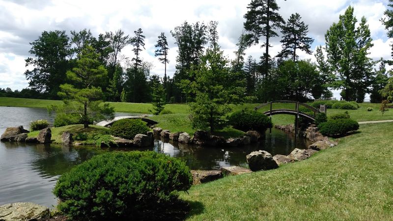 Koi-Pond Calm in the Japanese Garden