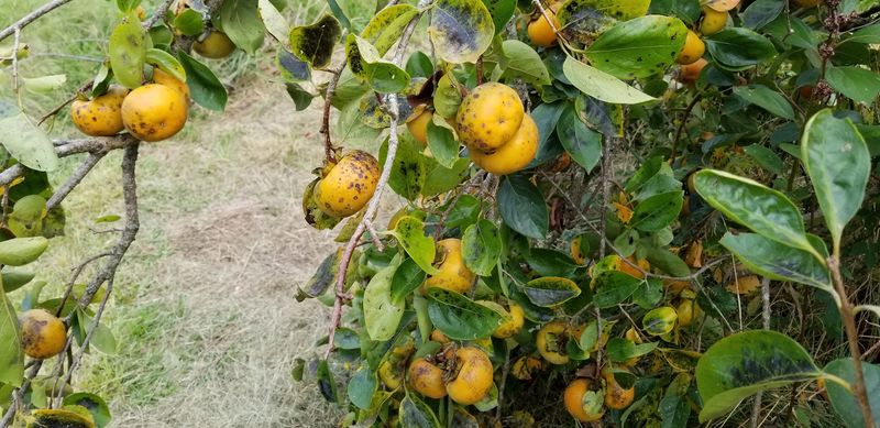 Reese Orchard, Starkville, MS