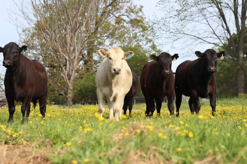Home Place Pastures, Como, MS