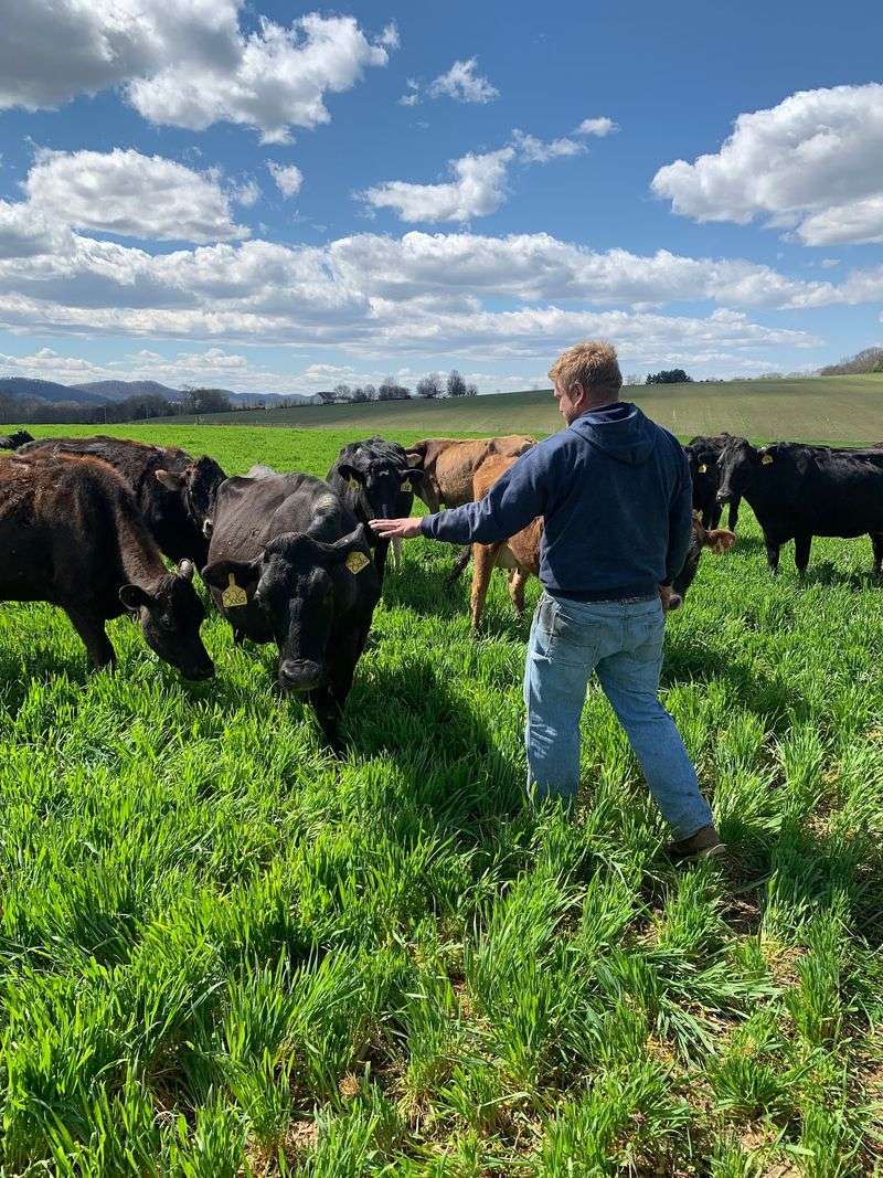 Fewer Cows, Better Milk