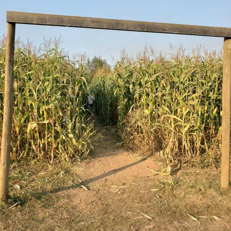 A Free Corn Maze That Sneaks In A Farm Lesson