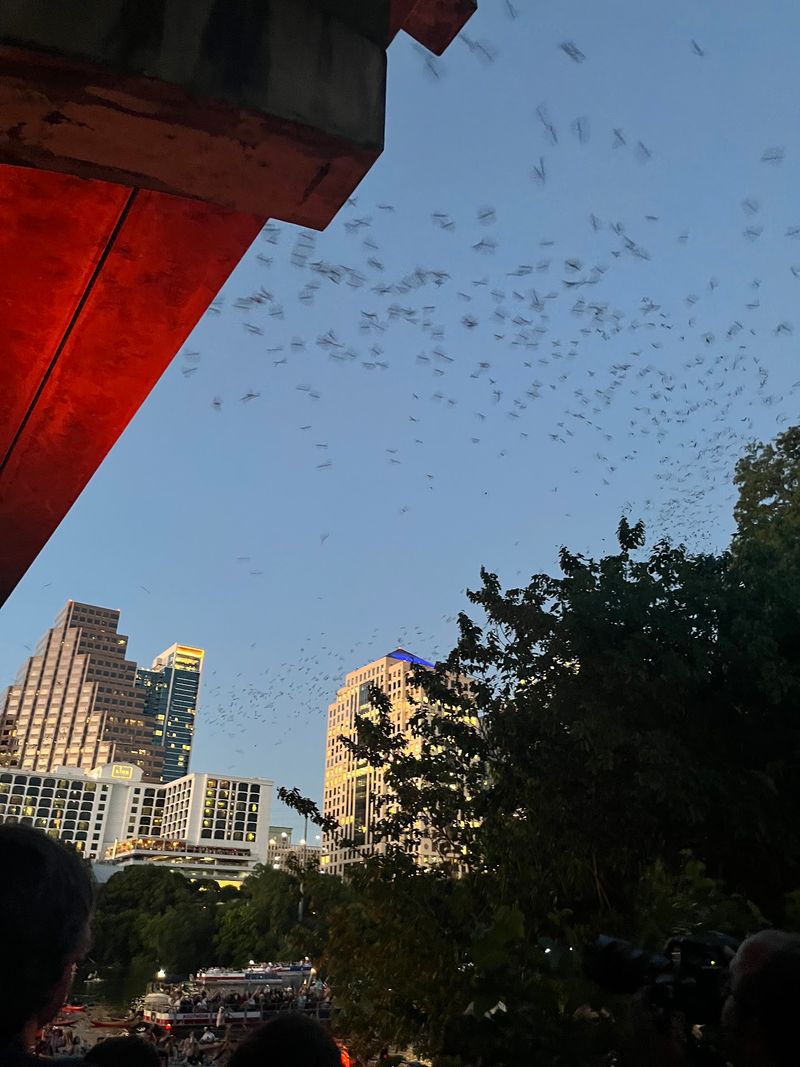 A Happy Accident Made For Bats
