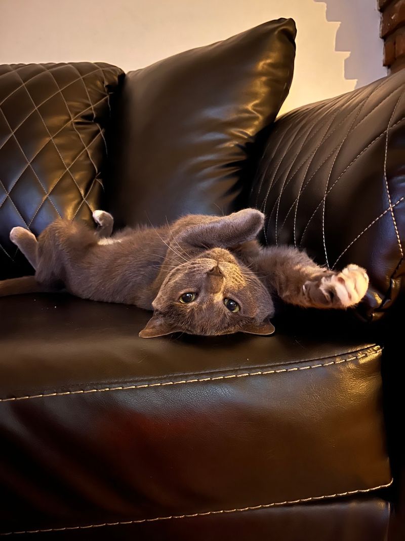 No Cages Here, Just Cats Acting Like They Own The Place