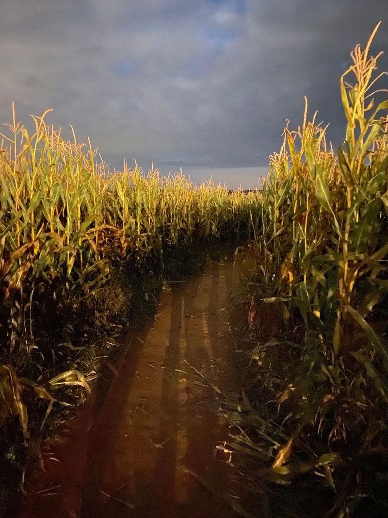 Flashlights On For Maze After Dark