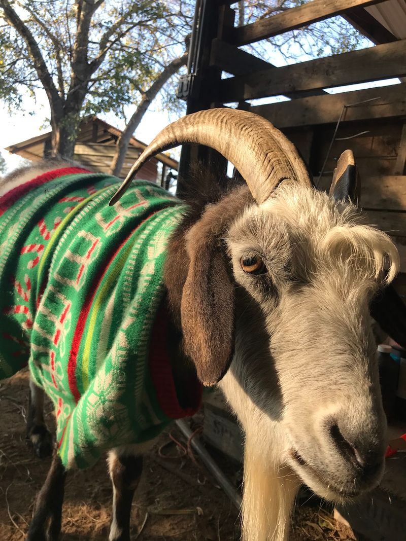Goats, Evergreens and Farm Charm