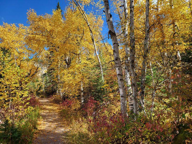 Gold Leaves Steal The Show Every Autumn