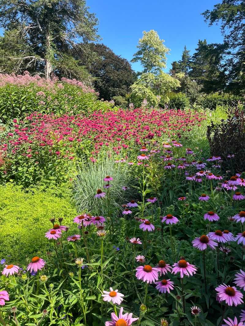 Come Back When The Gardens Steal The Spotlight