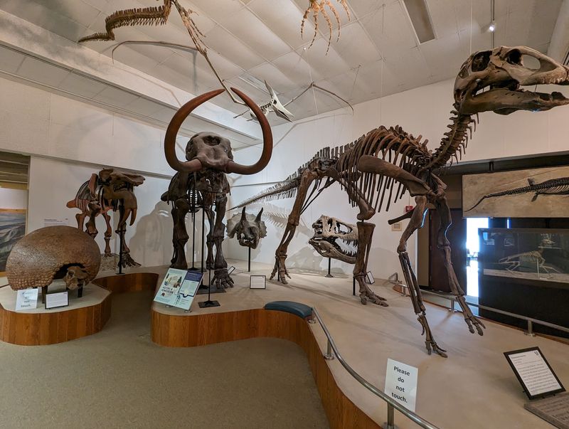 A Mastodon Dug Up Right Here In The Badger State