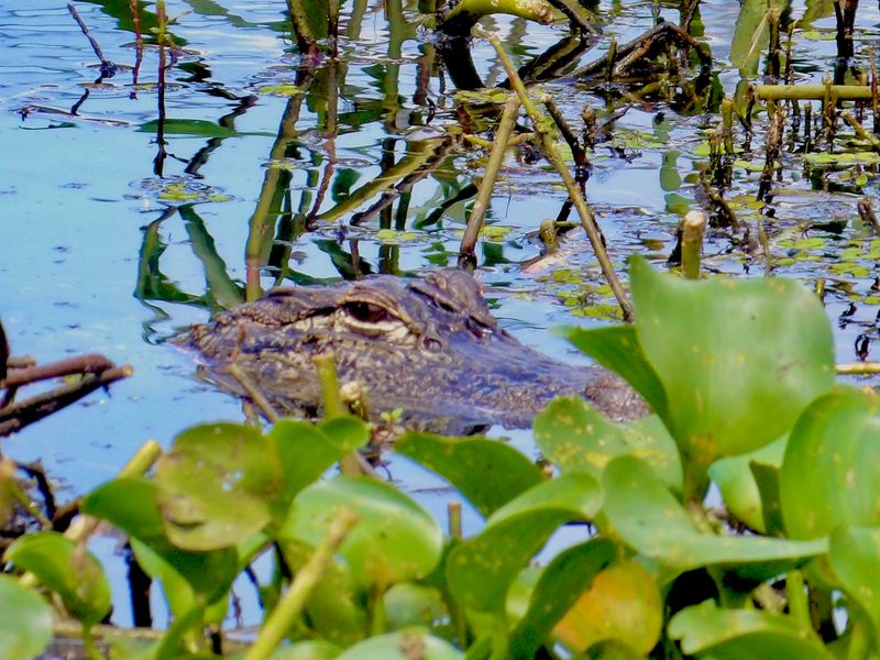 Alligators, Turtles And Other Neighbors