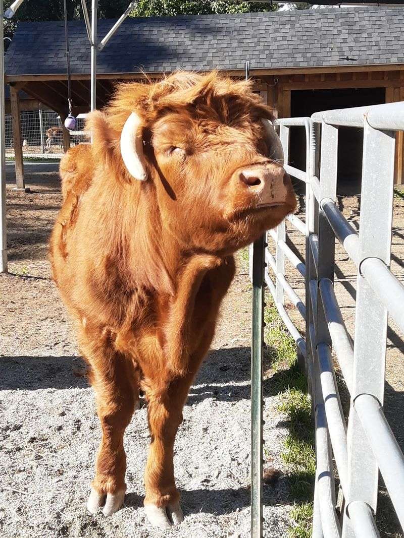 Unity Farm Sanctuary