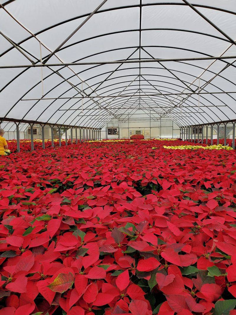 Vesely's Nursery in Sumrall