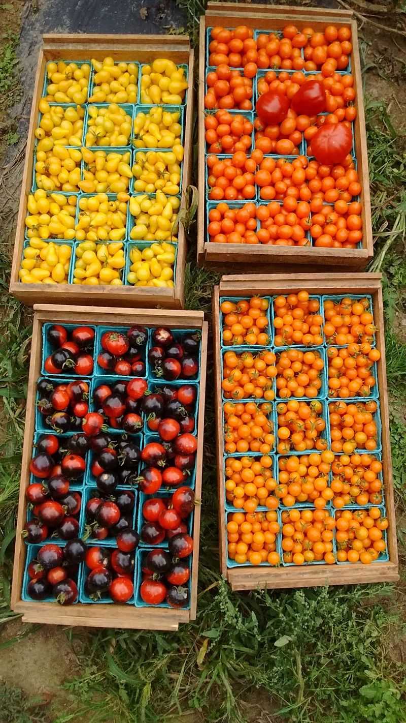 Strawberry Season Kicks Off The Fruit Parade