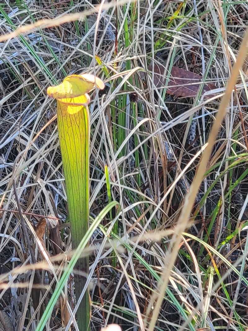 Carnivorous Plants Hiding In Plain Sight