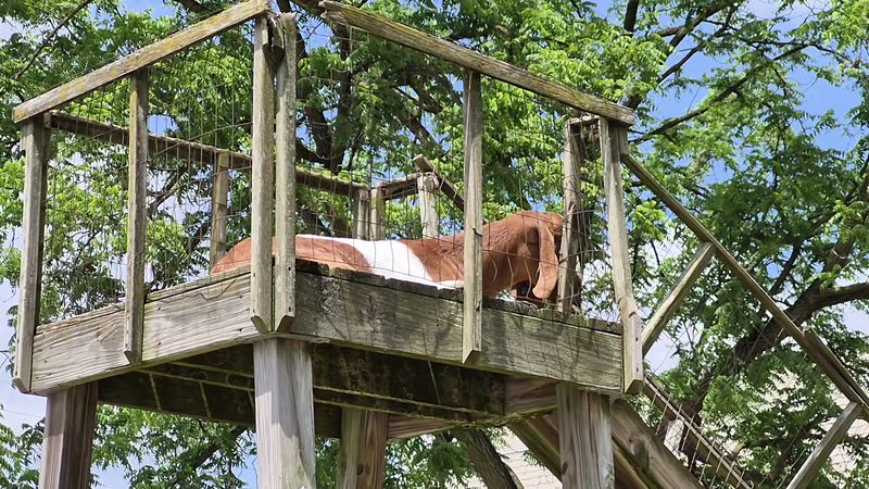 Goats, Ponies, And One Very Popular Llama