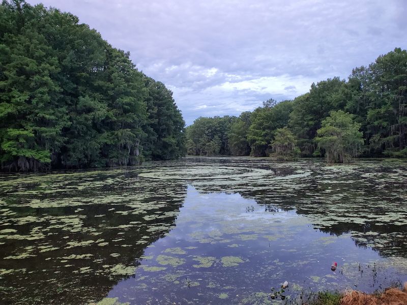 Cypress Trees And Lily Pads Make Every Paddle Feel Like A Nature Documentary