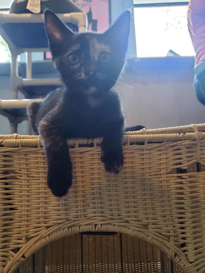 Little Cat Doors, Big Freedom