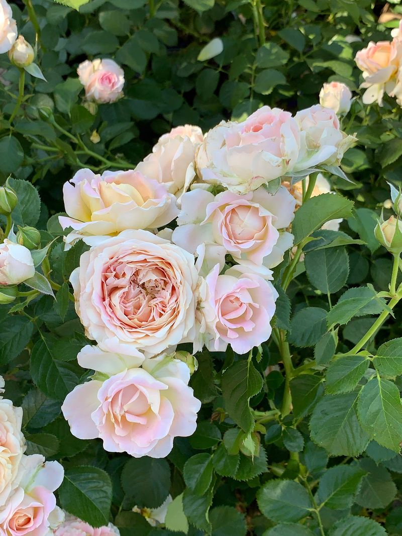 White, Pink, and Speckled Varieties