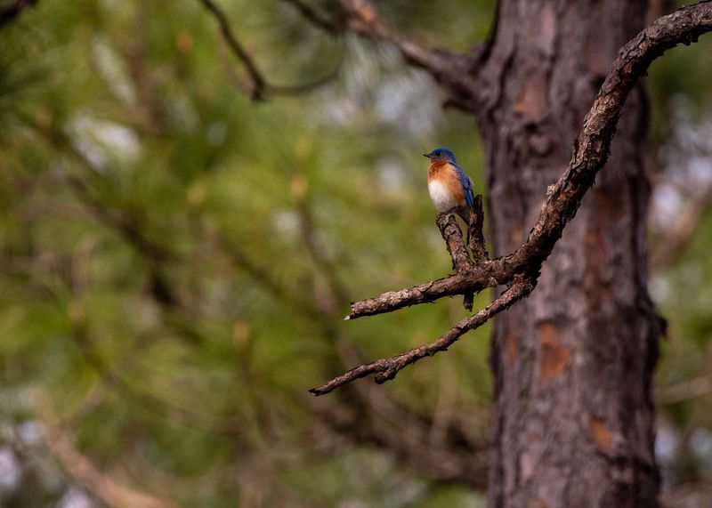 One Stop On A Coast-Long Birding Network