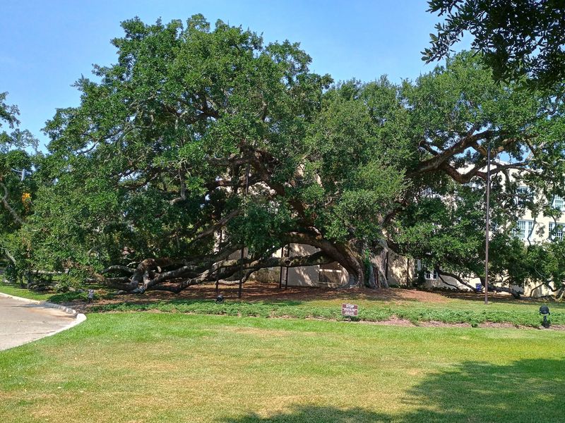 Friendship Oak, Long Beach, MS