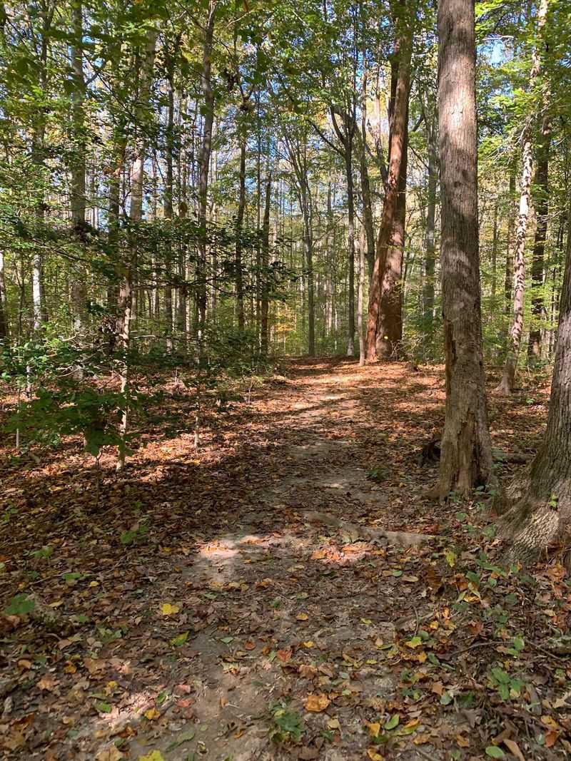 Neighbors Fought Off 309 Luxury Homes To Save These Woods
