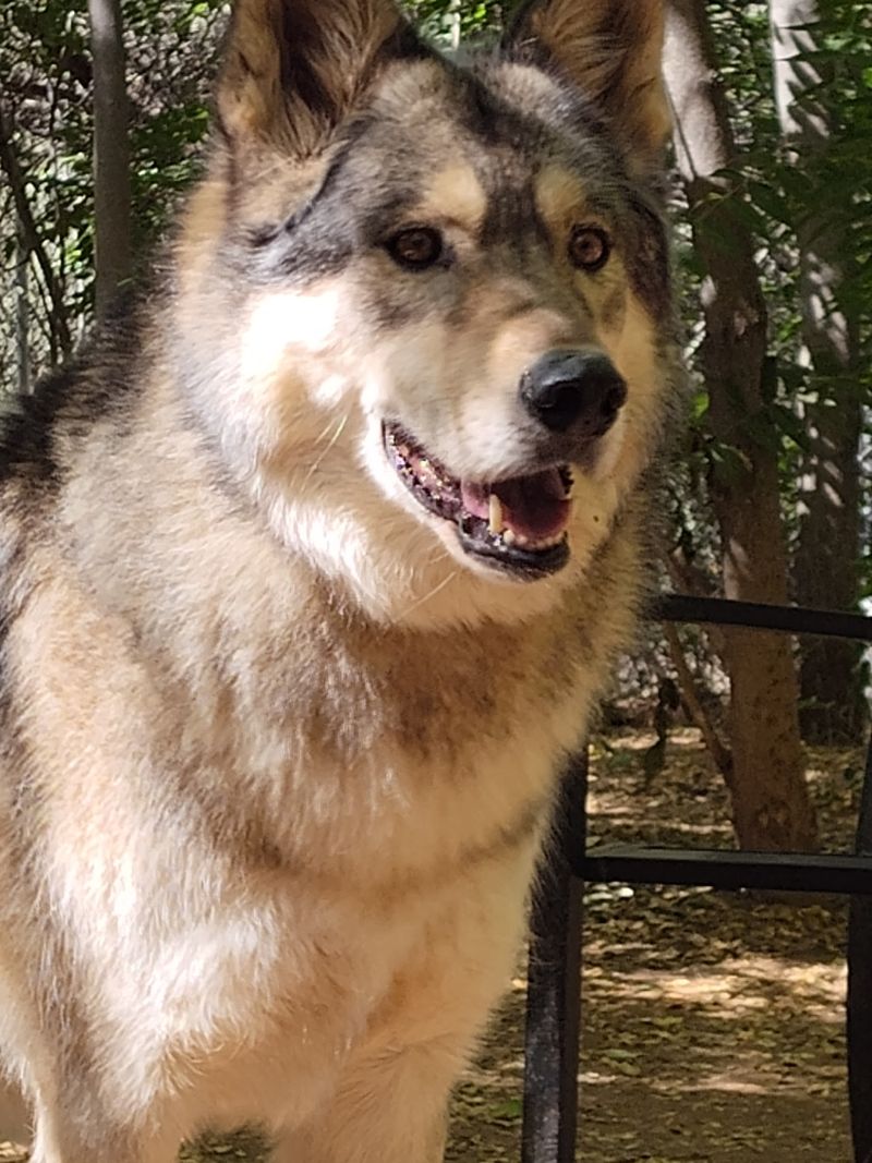 Thor, Luna, And Larka Have Big Personalities