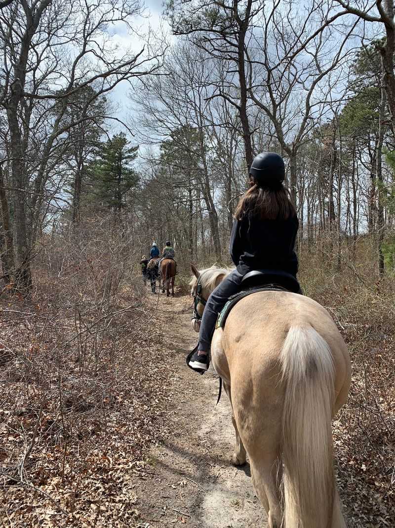 No Riding Experience? The Horses Have You Covered
