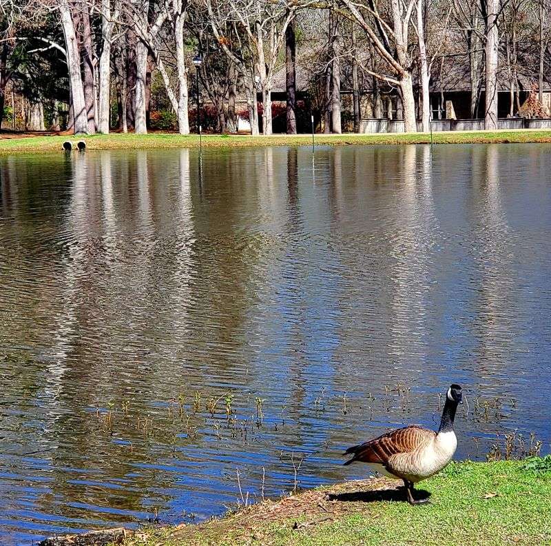 Strawberry Patch Park, Madison, MS