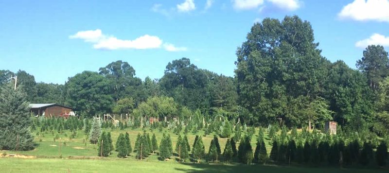 Pine Mountain Tree Farm, Walnut, MS