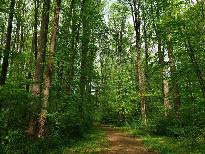 Meet The Woods Where Big Thinkers Went For Strolls