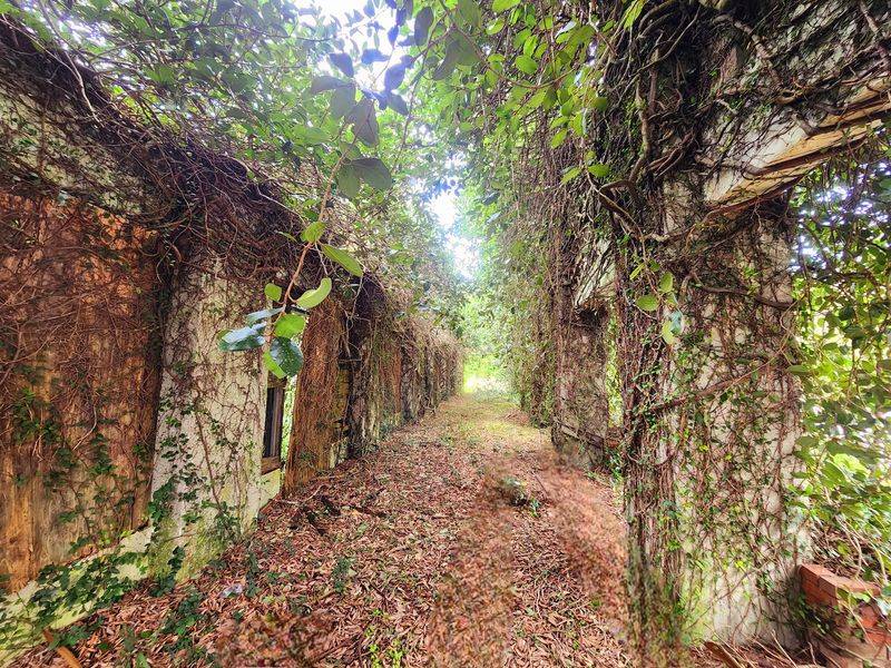 A Governor Built It, Then The Forest Took It Back