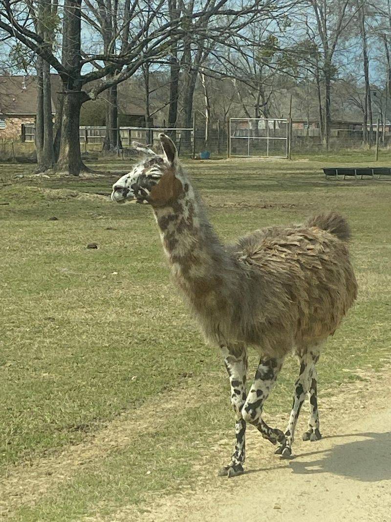 A Drive-Thru Safari Tucked Into Rankin County