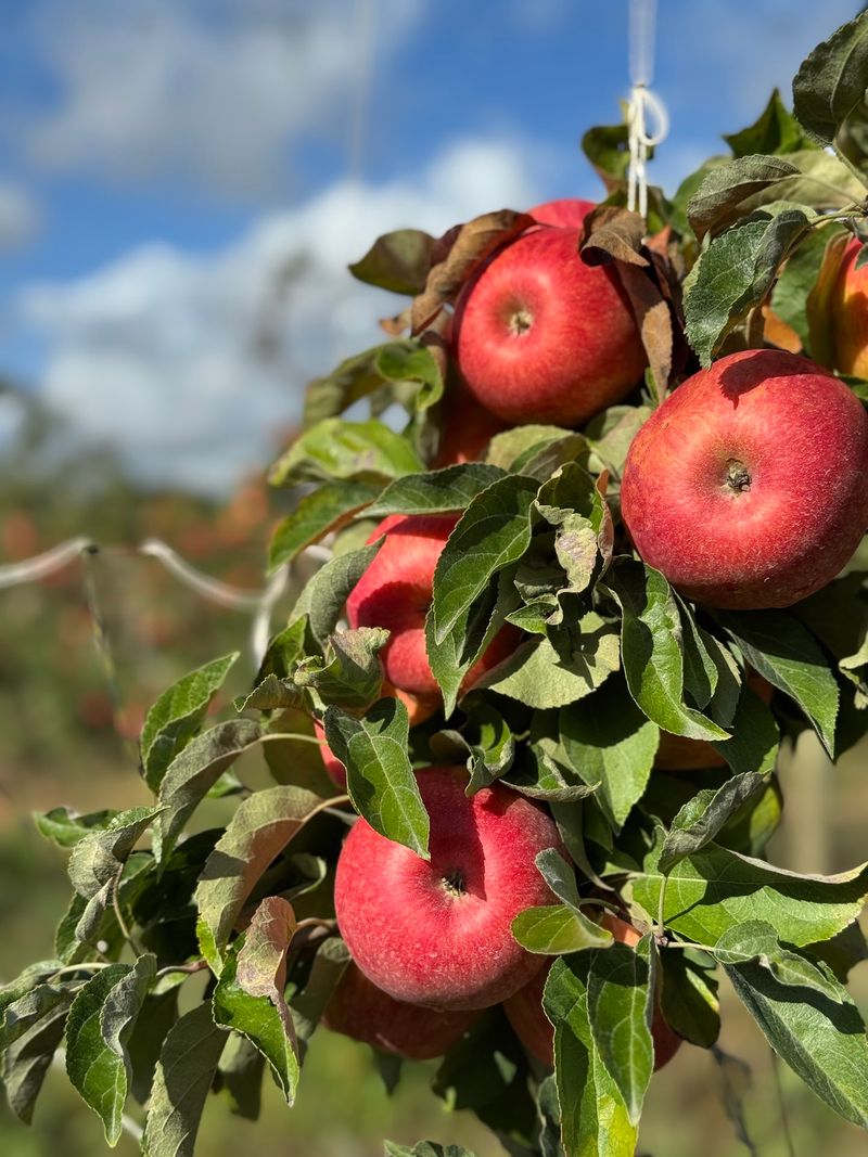 Hop On The Tractor Train And Pick Your Own Honeycrisp