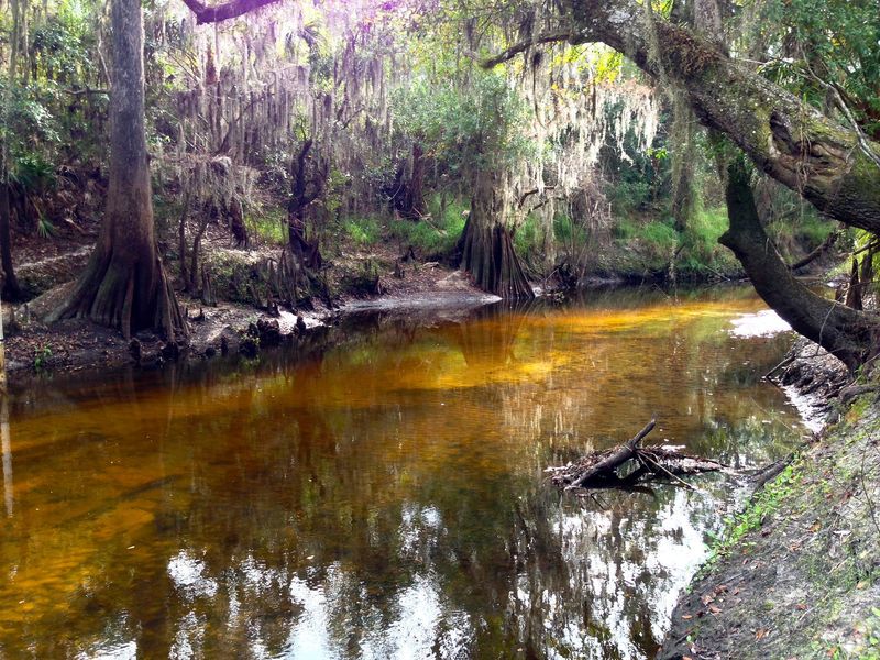 A Creek Bed Packed With Prehistoric Treasure