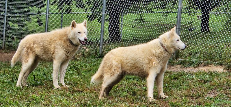 Rescued Wolfdogs Finally Get The Forever Home They Deserve