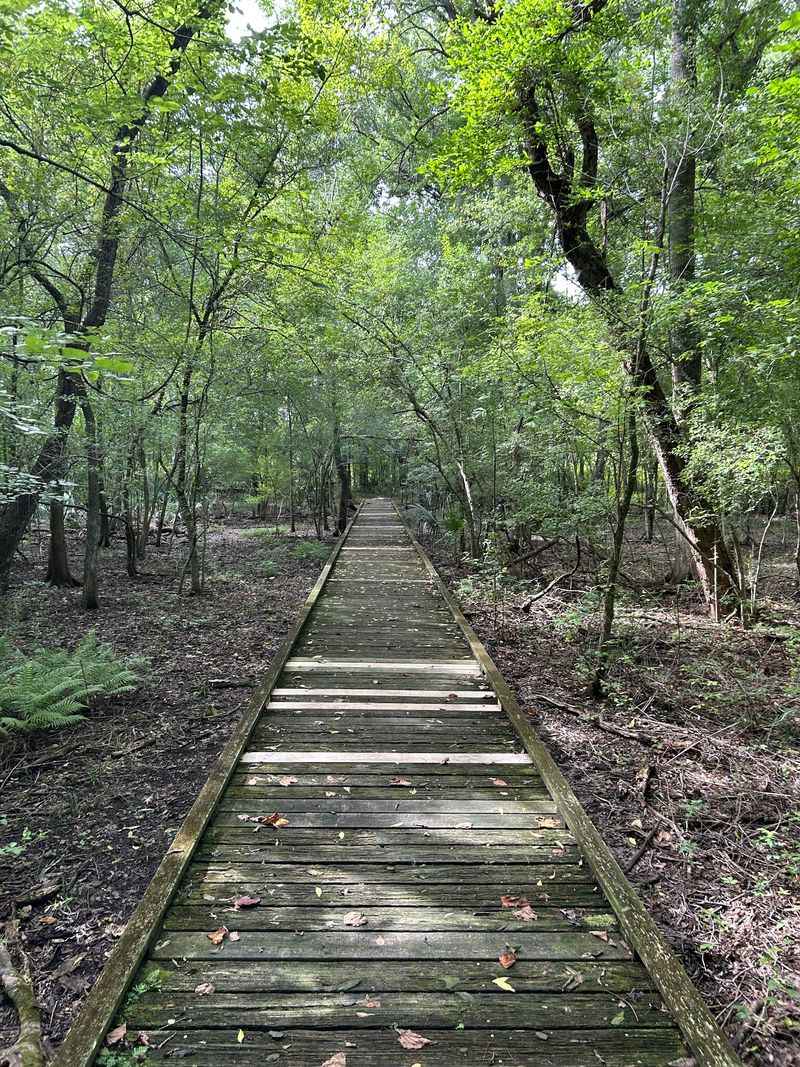 Where The Swamp Hits Mute