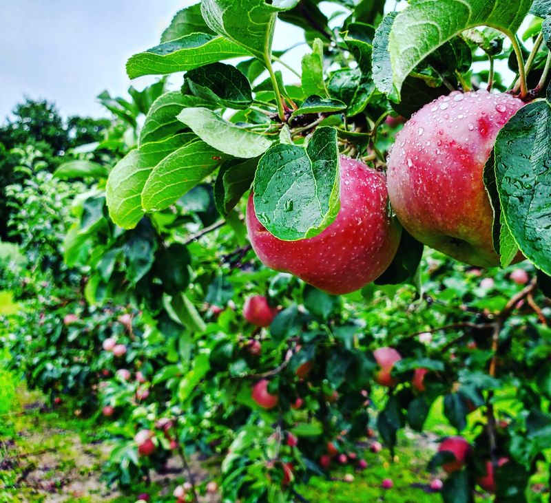 Picking Your Own Apples Straight From The Trees