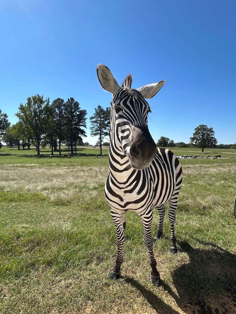 A Farm-Sized Safari in North Mississippi